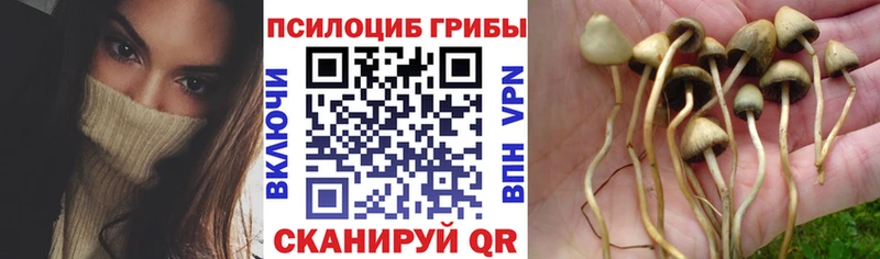 купить  цена  omg ссылка  Псилоцибиновые грибы мухоморы  Кукмор 